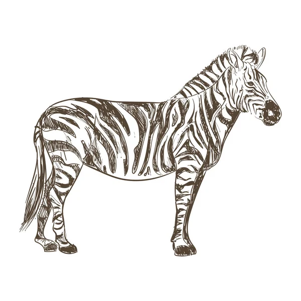 retro zebra design over white
