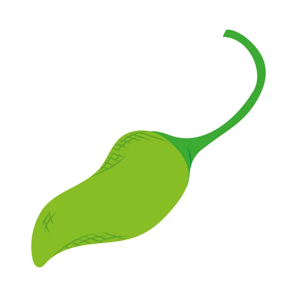 stock vector green chilli pepper vegetable icon