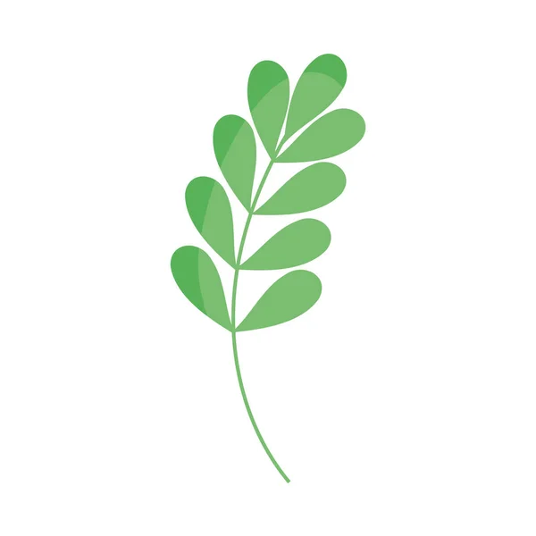 Green Branch Leafs Foliage — Vector de stock