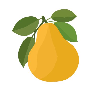 Taze organik armut meyvesi.