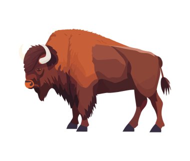 Beyaz arka planda boynuzlu öküz otluyor.