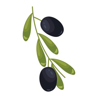 Olgun bir dalda taze siyah zeytin.