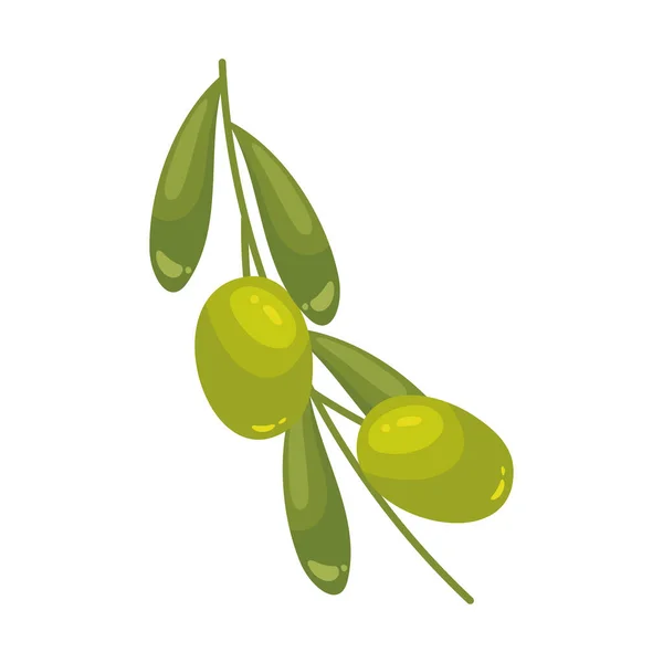 Rama Olivo Fresca Saludable Vegetariano Comer Aislado — Archivo Imágenes Vectoriales