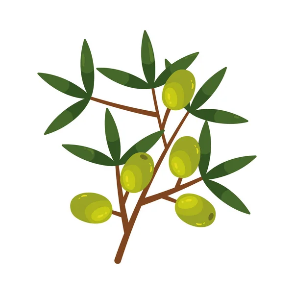 新鮮な緑のオリーブと枝に葉が孤立 — ストックベクタ