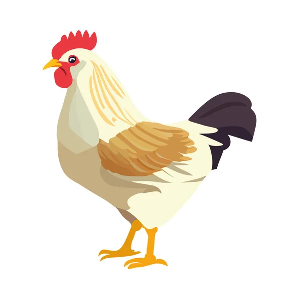 白の上に平鶏のデザイン — ストックベクタ