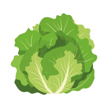 Taze organik marul. Sağlıklı vejetaryen yemeği.