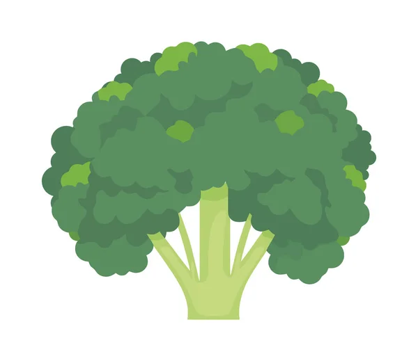 Broccoli Verdi Freschi Vegetali Isolati — Vettoriale Stock