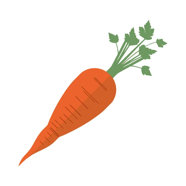 Frische Bio Karotten Eine Gesunde Vegetarische Mahlzeit Isoliert — Stockvektor