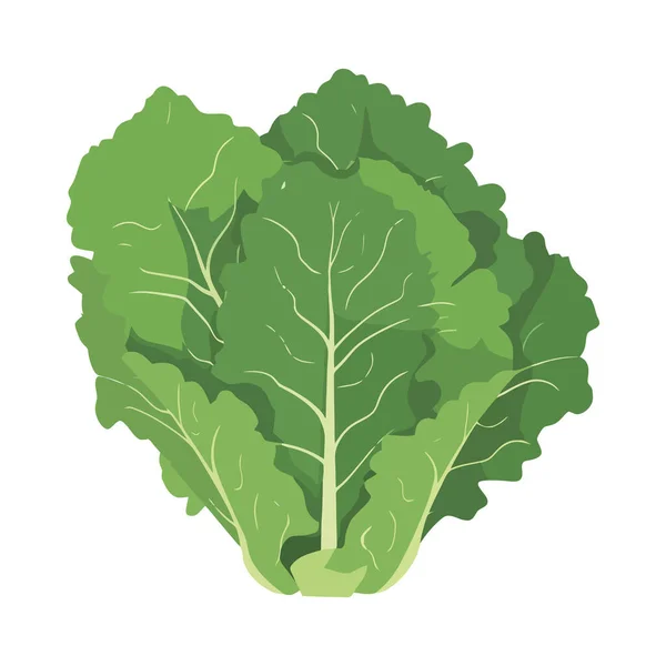 Frisches Blattgemüse Salat Gesunde Vegetarische Mahlzeit Isoliert — Stockvektor