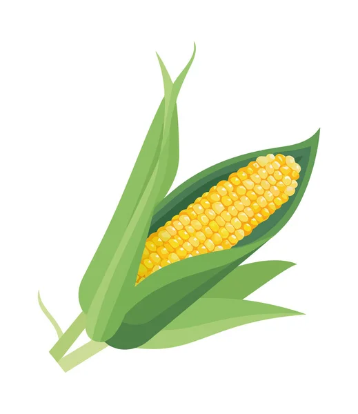 Frischer Mais Auf Dem Maiskolben Eine Gesunde Mahlzeit Isoliert — Stockvektor