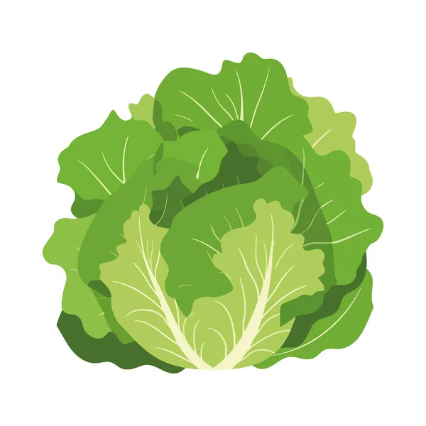 新鮮な有機レタス健康的な菜食主義者の食事を隔離 — ストックベクタ