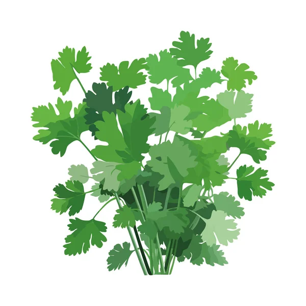 Herbes Légumes Verts Frais Pour Une Alimentation Saine Isolés — Image vectorielle