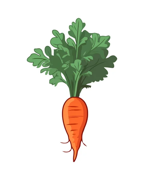 Свежая Органическая Морковь Здоровый Вегетарианский Ингредиент Изолирован — стоковый вектор