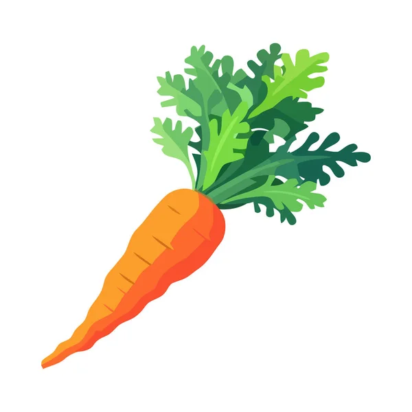 Zanahoria Orgánica Fresca Simboliza Comida Vegetariana Saludable Aislada Ilustraciones De Stock Sin Royalties Gratis