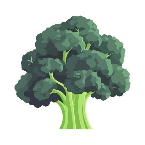 Taze Brokoli Sebze Ikonu Izole Edildi — Stok Vektör