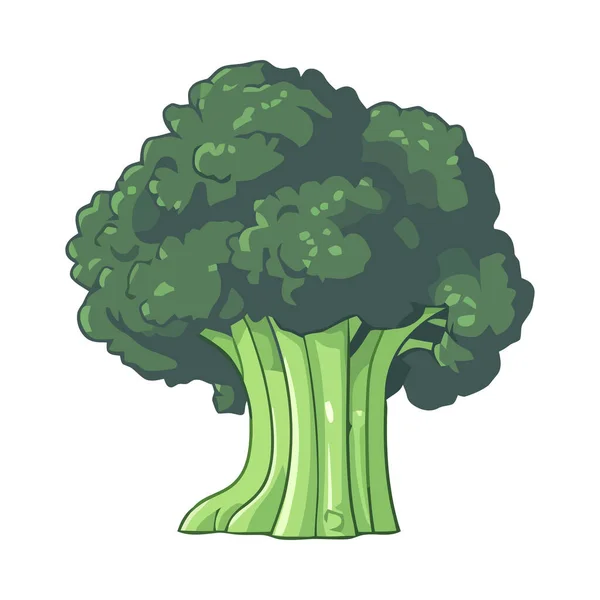 Frischer Brokkoli Ein Gesundes Gemüse Zum Isolierten Kochen — Stockvektor