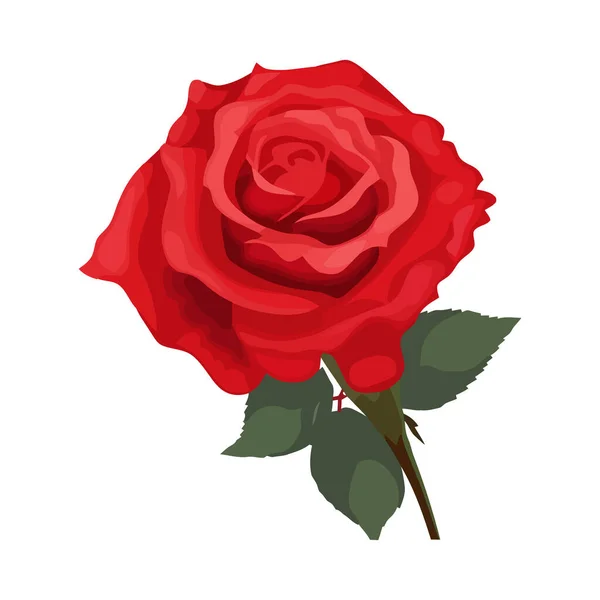Romantische Bouquet Von Frischen Blumen Für Hochzeit Isoliert — Stockvektor