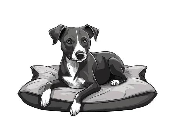 Güzel Teriyer Köpek Yavrusu Rahat Yastıkta Tek Başına Oturuyor — Stok Vektör