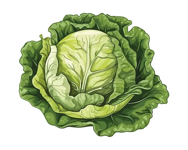 Frisches Kohl Gemüse Gesunde Nahrung Isoliert — Stockvektor