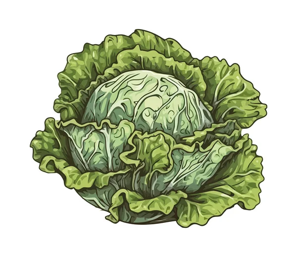 新鲜的生菜蔬菜孤立的图标 — 图库矢量图片