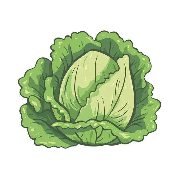 Fresh Organic Lettuce Healthy Vegetarian Meal Icon Isolated — Stock Vector