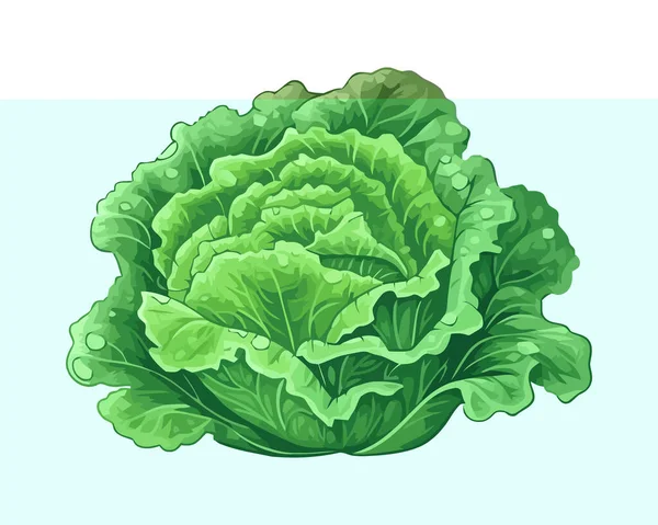 新鲜的有机卷心菜 一个健康的素食图标隔离 — 图库矢量图片