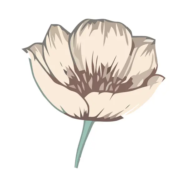 花朵自然绽放 象征浪漫与美丽 象征孤立 — 图库矢量图片