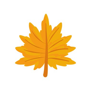Akçaağaç yaprağı tasarım vektörü izole edildi