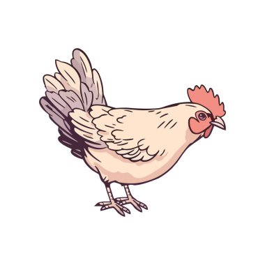 Çiftlikte şirin bir tavuk, uçuşan tüyler, izole edilmiş kırsal özgürlük sembolü.