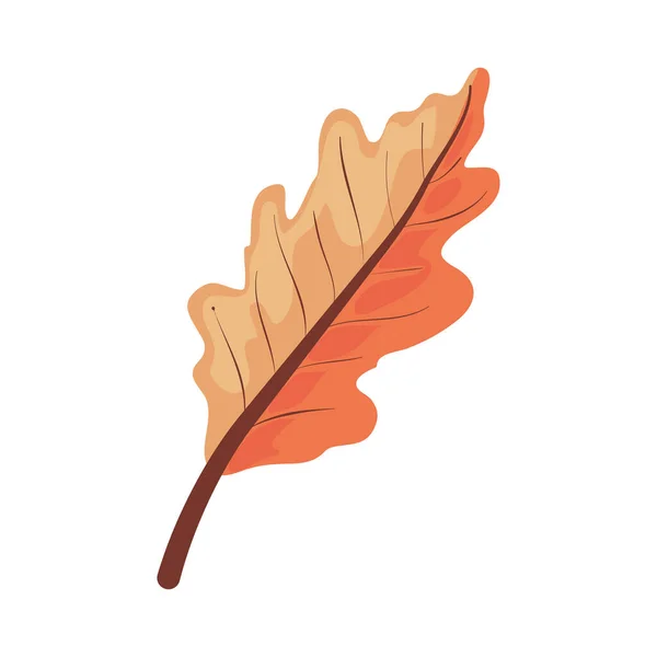 Autumn Leaf Illustration Vector Isolated — Stock Vector