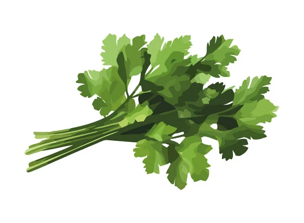 新鲜的欧芹叶 一个健康的绿色蔬菜图标隔离 — 图库矢量图片