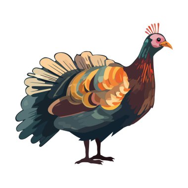 Beyaz arkaplan simgesinde duran hindi kuşu izole edildi