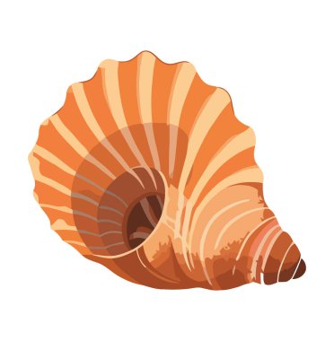 Deniz kabuğu, yazın sembolü, sualtı dekorasyon ikonu izole edilmiş.
