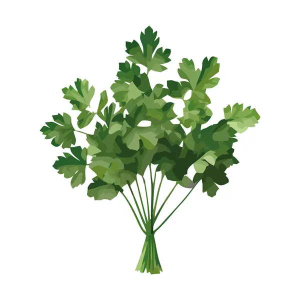 単離されたコリアントロハーブの新鮮な緑の葉 — ストックベクタ