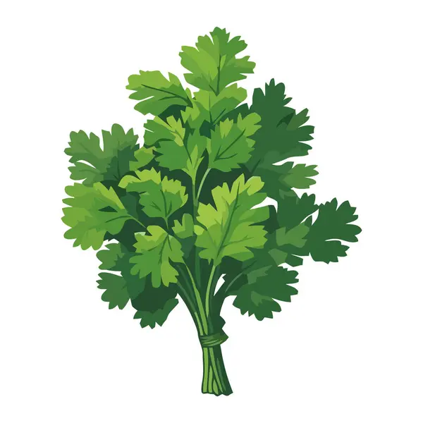 Doğanın Tazeliği Yeşil Organik Maydanoz Salatası Ikonu Izole — Stok Vektör