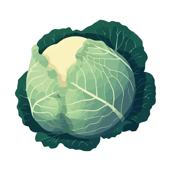 Fresh Cabbage Vegetable Nature Healthy Eating Icon Isolated — Stock Vector
