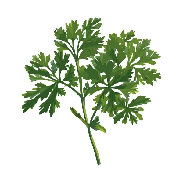 新鮮な緑のパセリの葉 孤立した健康的なベジタリアン料理アイコンのシンボル — ストックベクタ