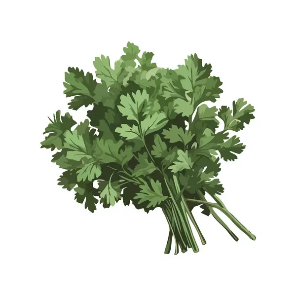 Świeżość Zielony Liść Warzyw Kolendry Ikona Izolowane — Wektor stockowy