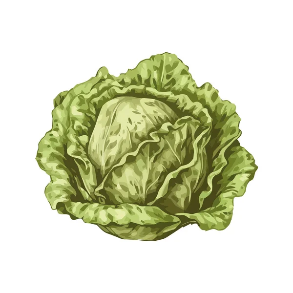 鲜嫩的自然是孤立的有机蔬菜生菜图标 — 图库矢量图片