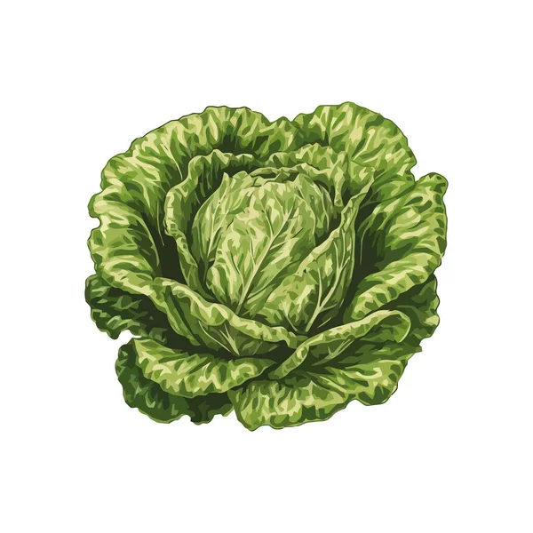 Laitue Fraîche Nature Légume Isolé Icône Salade Saine — Image vectorielle