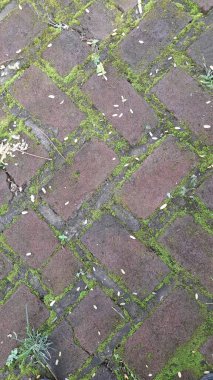 Yosun kaplı tuğla kaldırım taşları, üst manzara