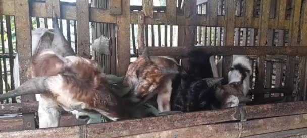 乡下的山羊 山羊被集中在一个地方喂食 — 图库视频影像