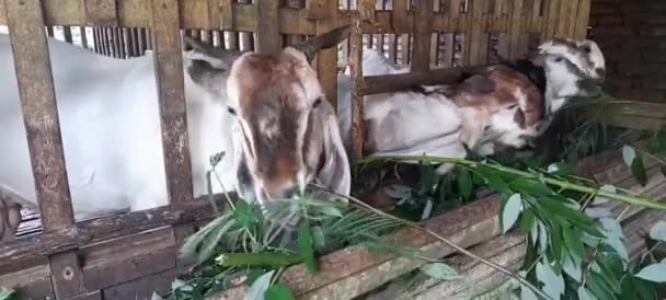 Kırsal Kesimde Keçiler Keçiler Bir Yerde Toplanıp Beslenirler — Stok video