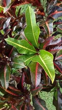 Bunga Puring. Taze yeşil Kodiaeum varyete yaprakları. Üst görünüm