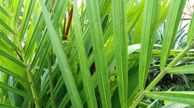 Bahçedeki Phormium. Dekoratif ot