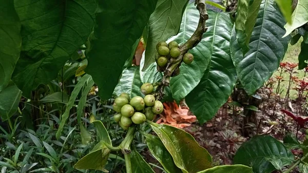 Ağaçtaki Organik Tarım Kavramındaki Yeşil Kahve Çekirdeğinin Bulanık Görüntüsü — Stok fotoğraf