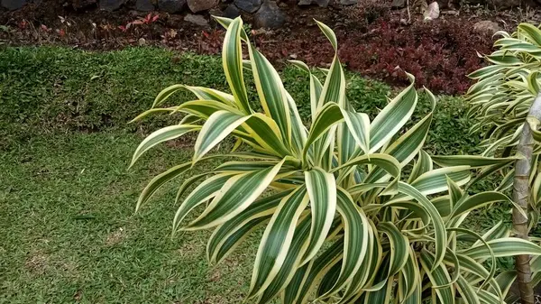 Bahçedeki Phormium. Dekoratif ot