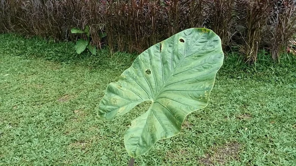 녹색의 카시아 기관총이야 보르네오섬에서 퀸즐랜드주에 이르는 우림에서 자생하는 현화식물 아리아 — 스톡 사진