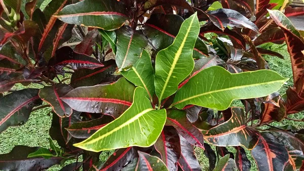 치료제 코디아 다양성 잎이다 위에서 — 스톡 사진