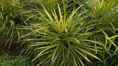 Bahçedeki Phormium. Dekoratif ot